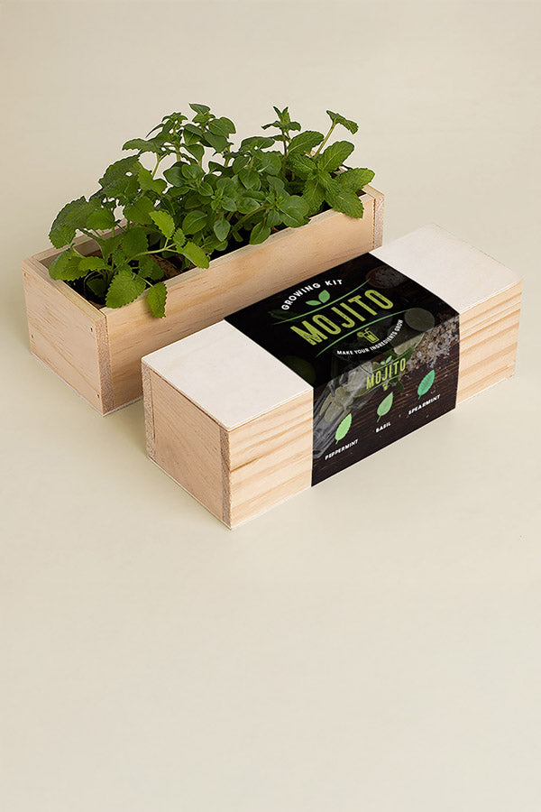Mojito Growing Kit