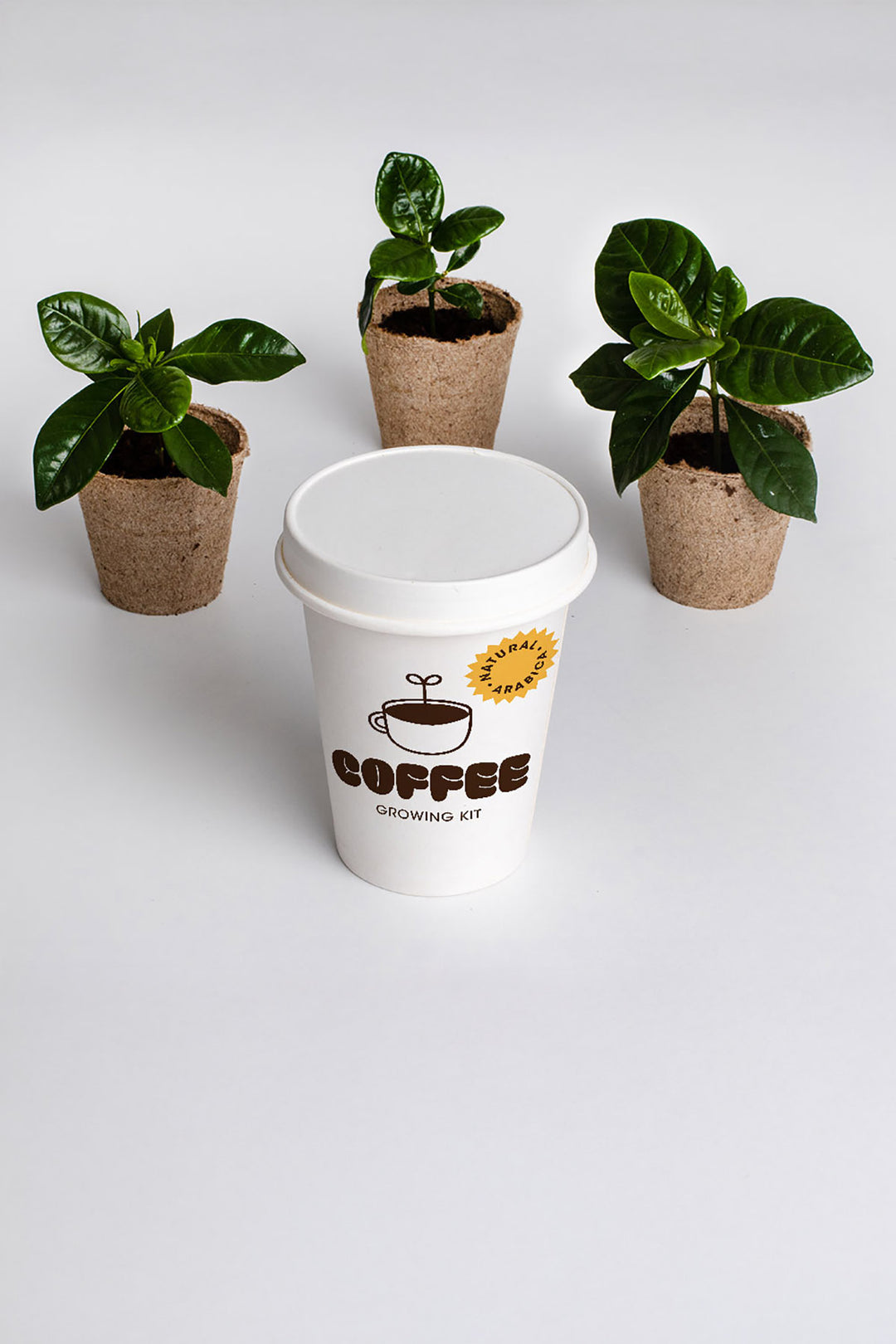Coffee Growing Kit