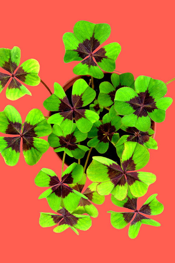 Viel Glück – Anzuchtset für vierblättriges Kleeblatt