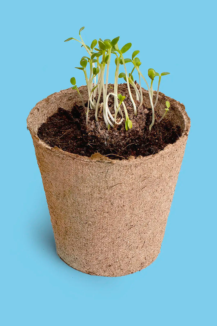 Forget me not – Growing Kit