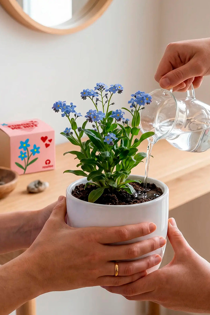 Forget me not – Growing Kit