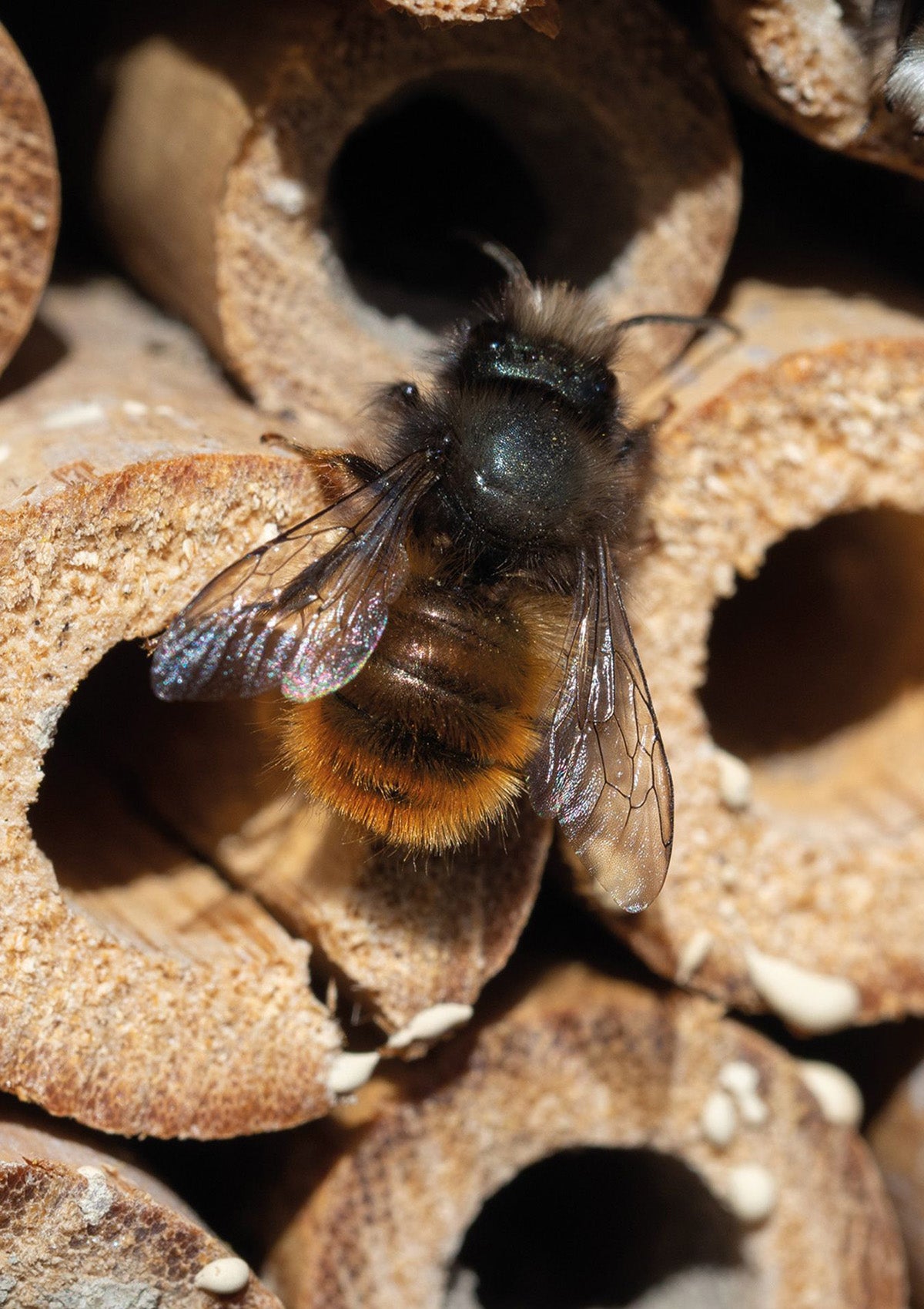 Insektenhotel