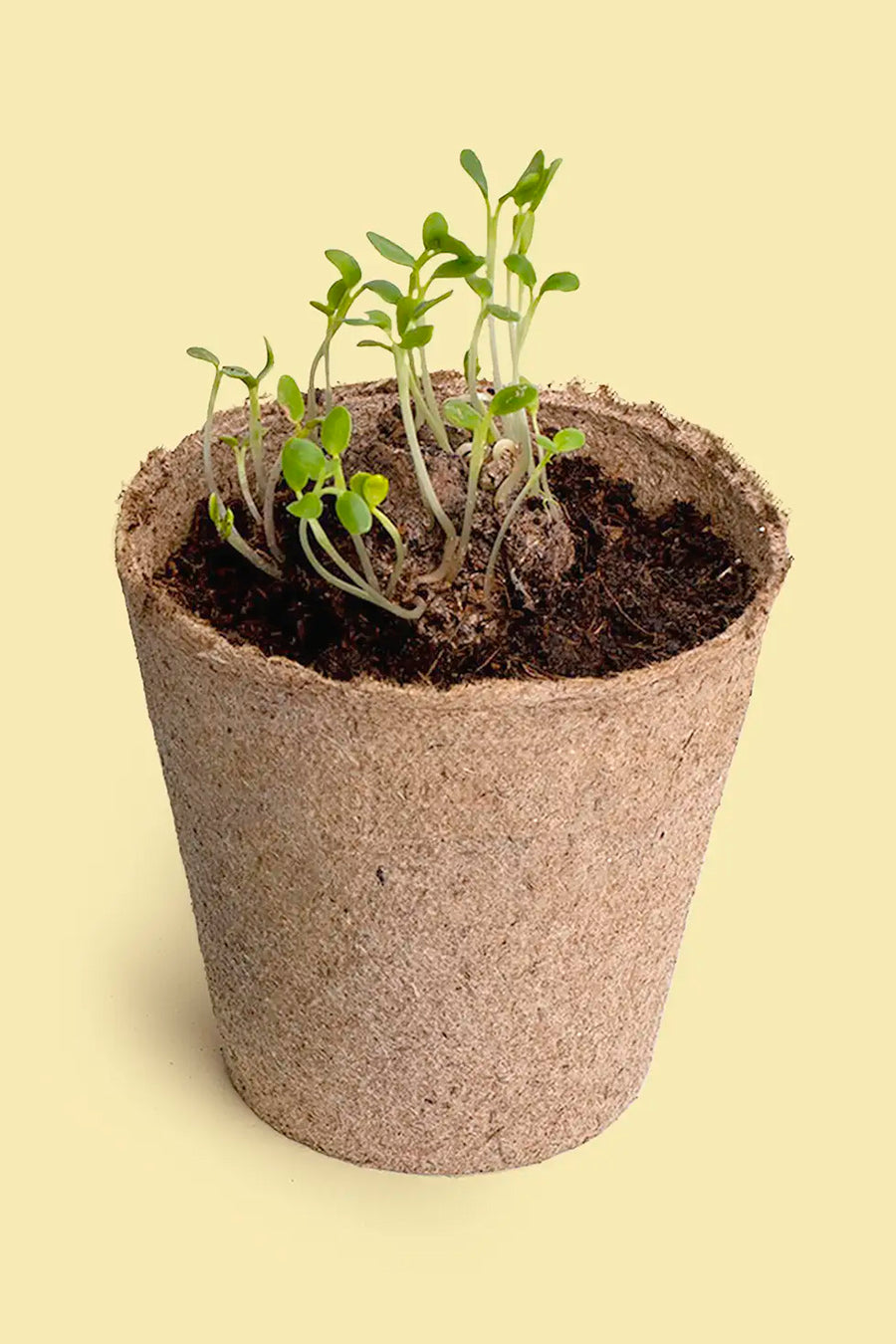 Make a wish – Growing Kit