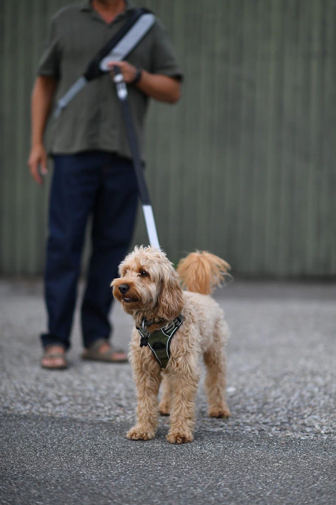 Multifunktionale Hundeleine mit Reflektor – "Safe & Shine"