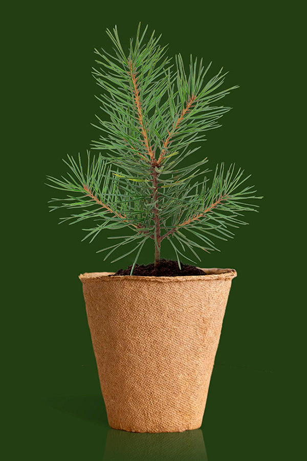 Christmas Tree - Growing Kit