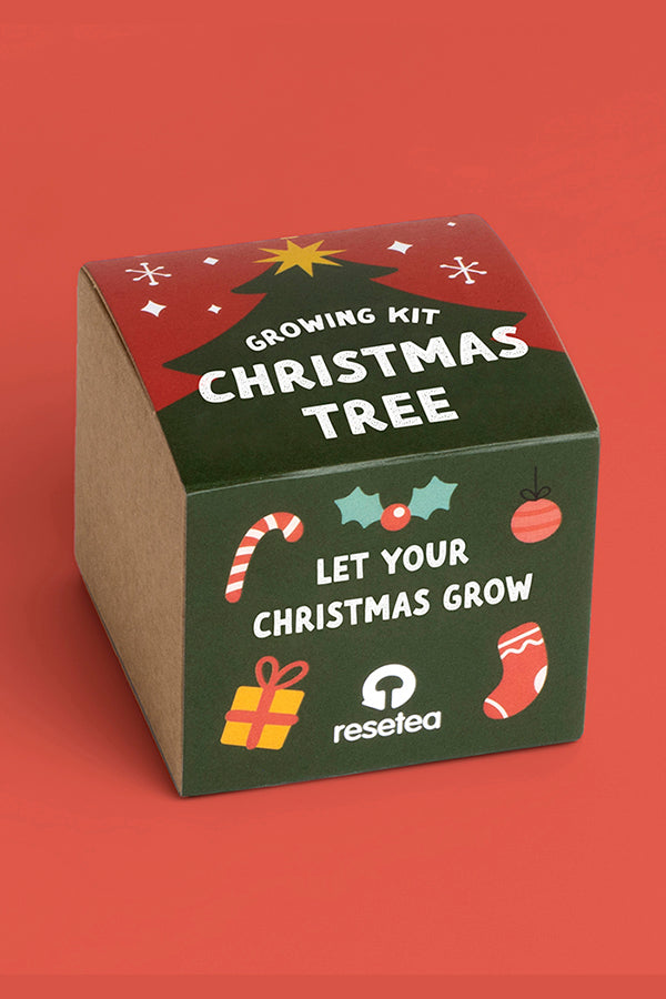 Christmas Tree - Growing Kit